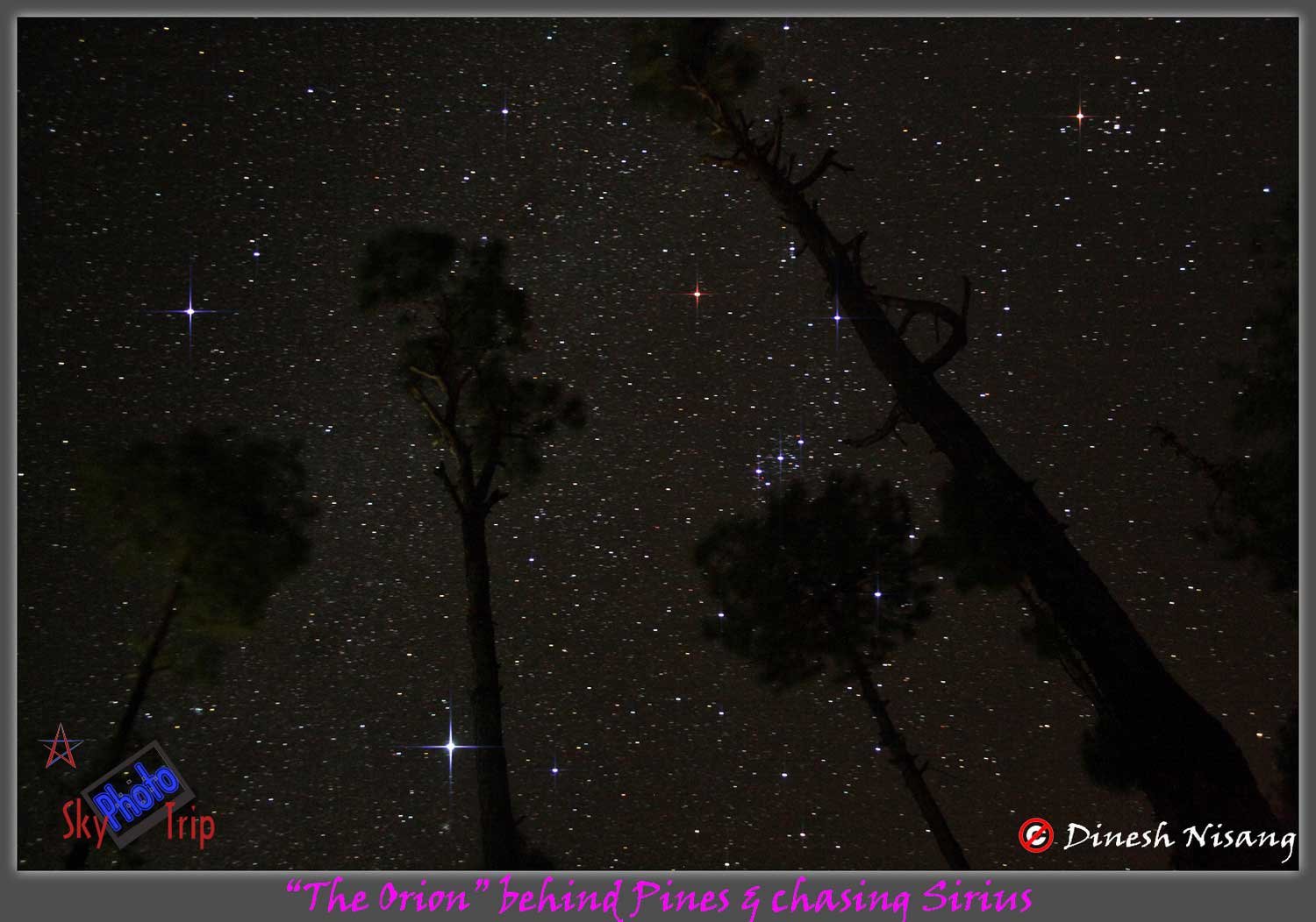 Orion-pines-1-Dinesh-Nisang